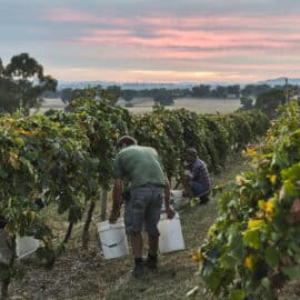 Grape picking at sunrise, Scion, Rutherglen