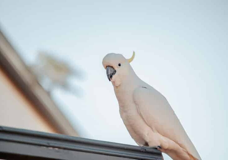 Cockatoo - It's a High Country Thing