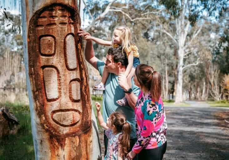 Scar Tree, First Nations Artwork - Murrundindi Shire Council