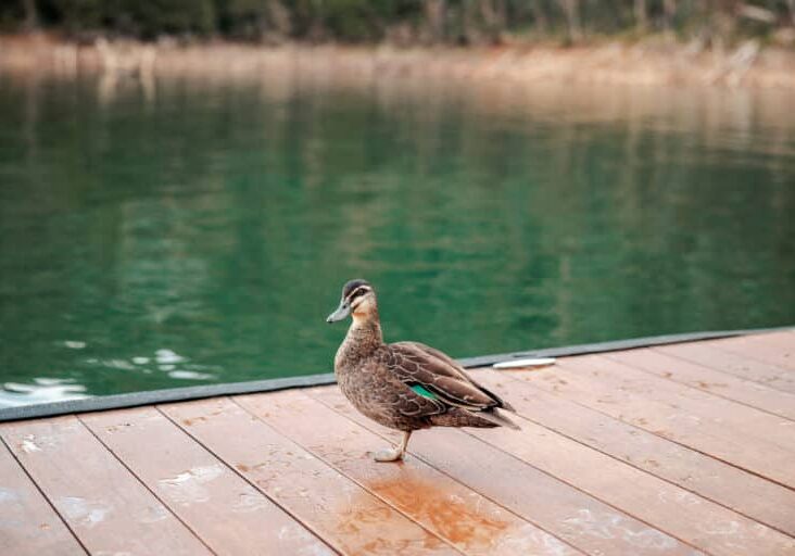 Duck - TNE - Watersedge Houseboats - Lake Eildon